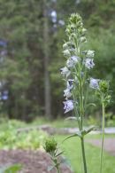 CC 5236, Delphinum vestitum